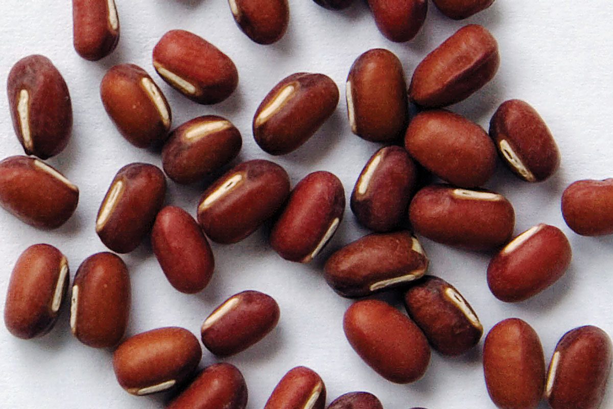 Adzuki Bean
