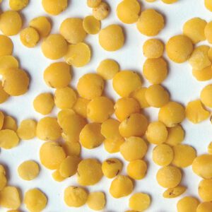 Canary Lentil