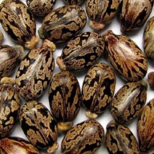 castor bean seeds