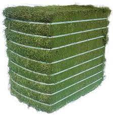 alfalfa hay for sale