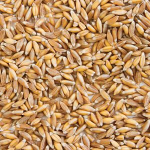 Buy Farro Online – Nutritious Ancient Grain for Wholesome Meals