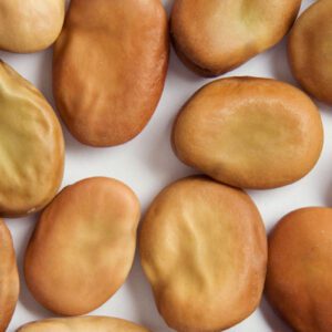 Fava Bean