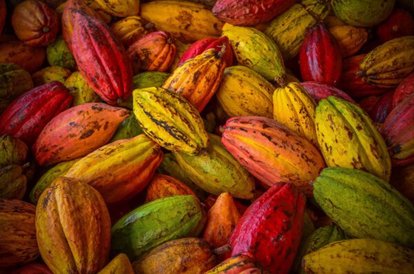 Forastero Cocoa Beans