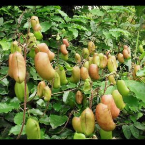 Griffonia simplicifolia