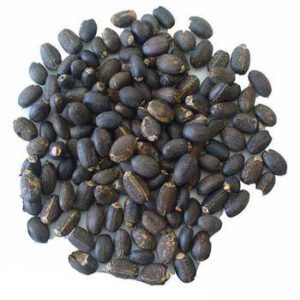 JATROPHA SEED (BEST QUALITY)