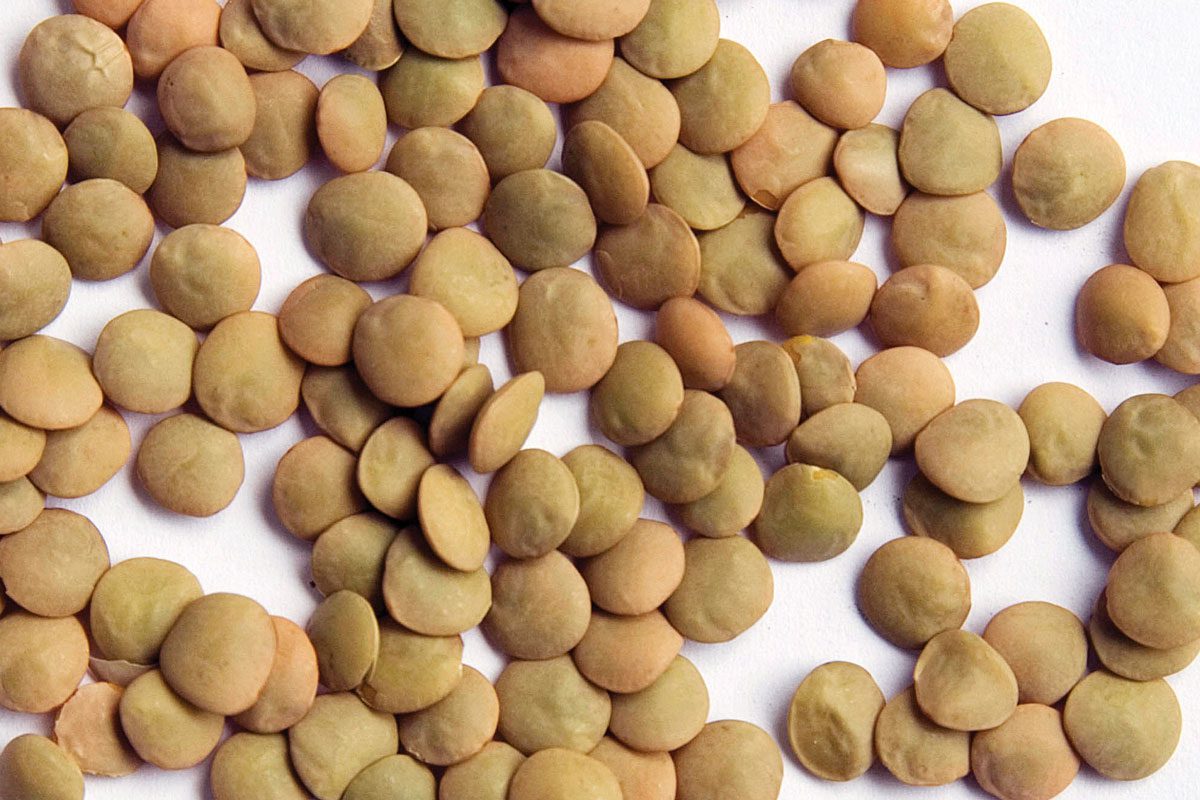 Large Green Lentil