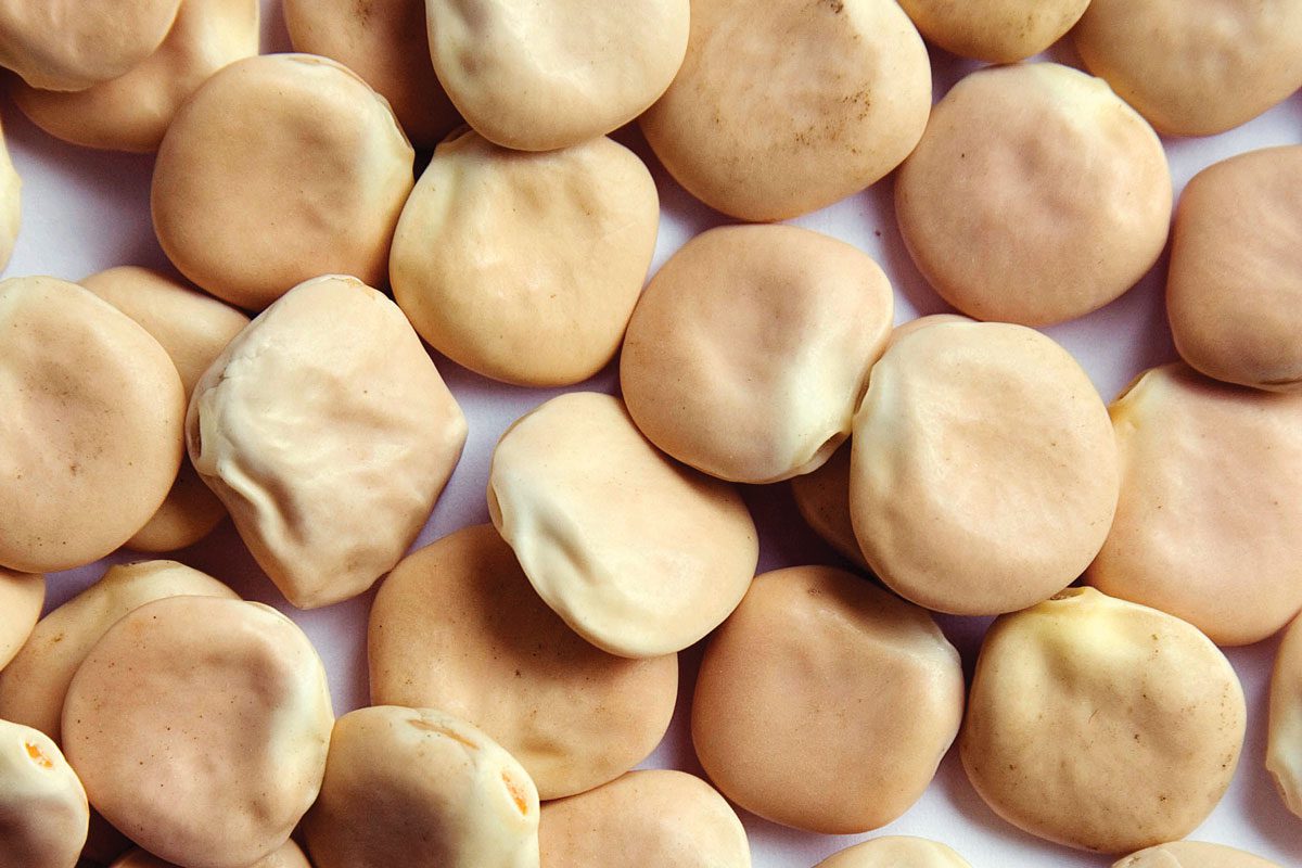 Lupini Bean