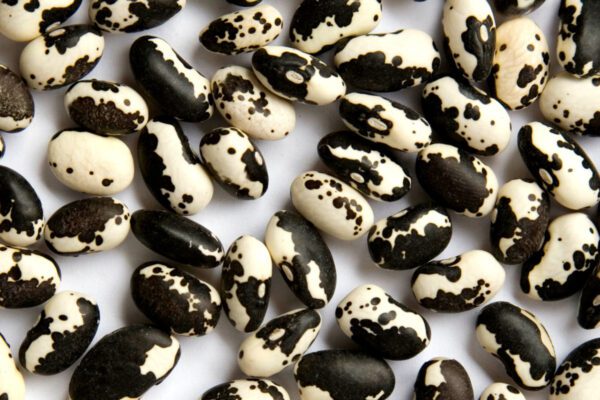 Orca Bean