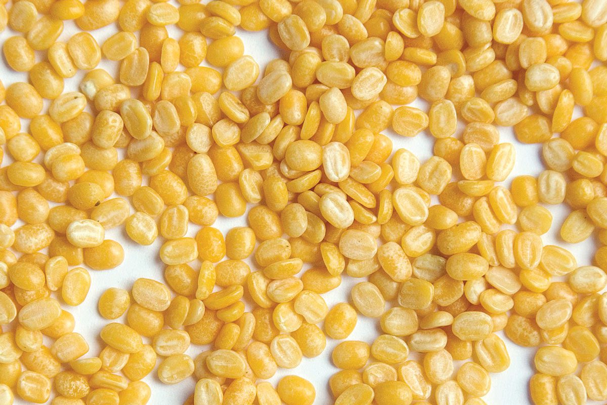 Petite Golden Lentil