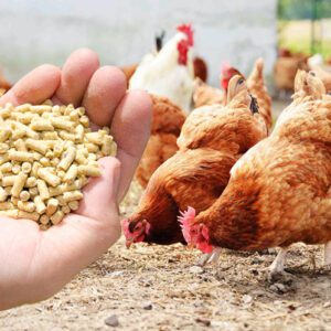 poultry feed​