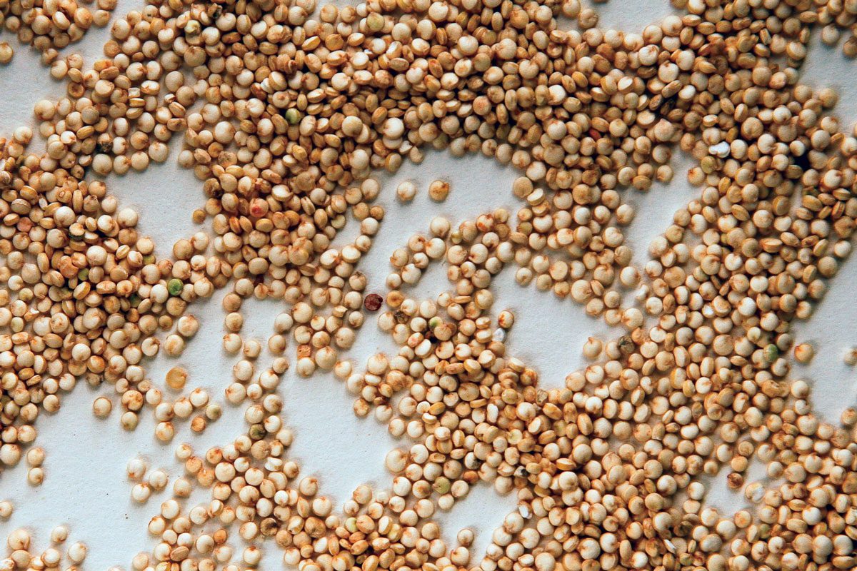 Quinoa
