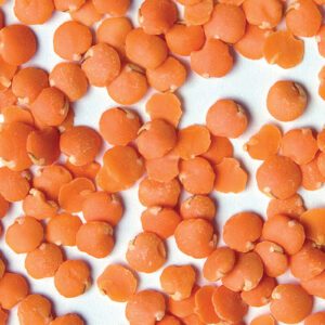 Red Chief Lentil