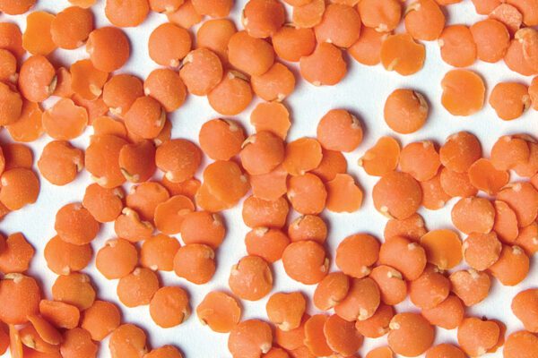 Red Chief Lentil