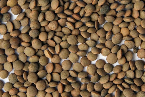 Spanish Pardina Lentil
