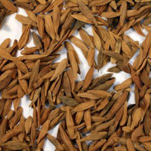 Strophanthus Gratus seeds