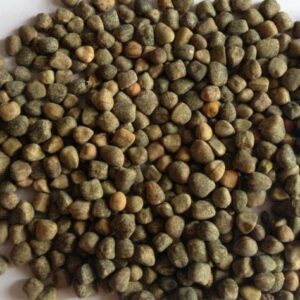 VETCH SEED (CHILBAN)
