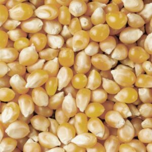 Yellow Mushroom Popcorn